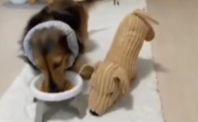 Ce n’è per tutti: il cane accompagna i suoi peluche fino alla ciotola per condividere la pappa (VIDEO)