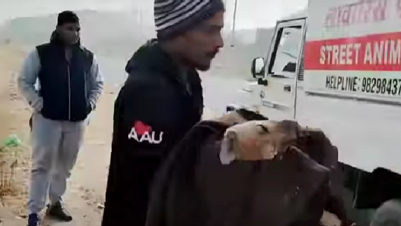 Volontario salva il cane