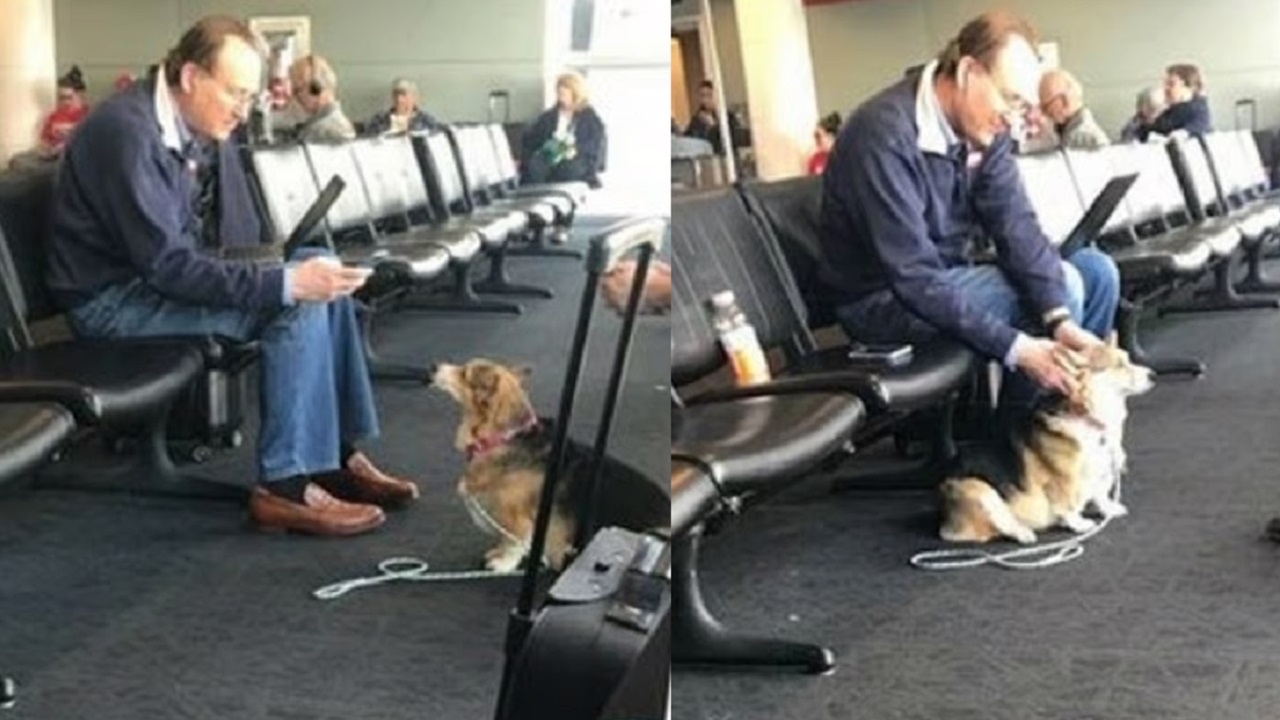 Corgi in aeroporto