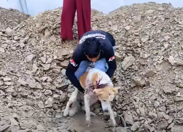 Cane coperto ferito ha atteso con pazienza che qualcuno lo salvasse