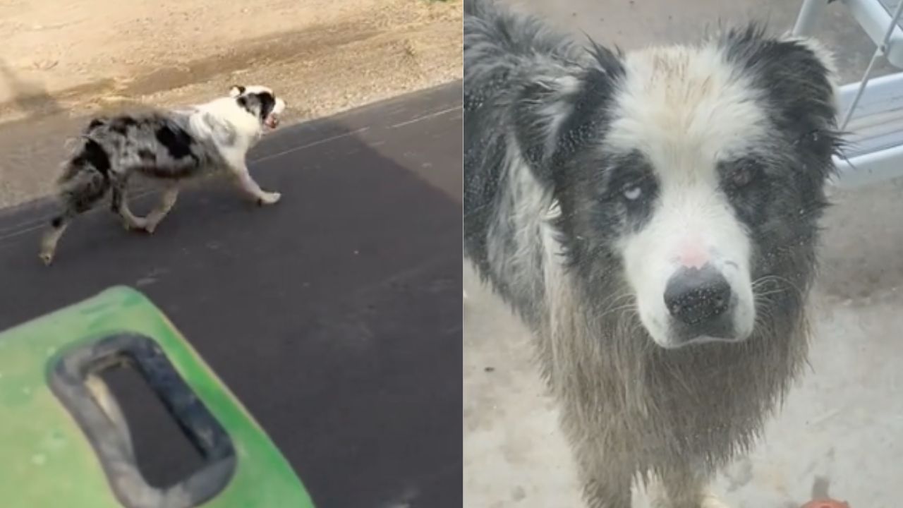 Cane che insegue un uomo