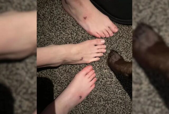 Questa famiglia ha fatto qualcosa di meraviglioso per omaggiare il proprio amato cane anziano