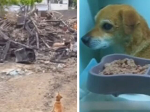 Il cane crede che il suo papà umano sia rimasto vittima dell’incendio e fa lo sciopero della fame per il dolore
