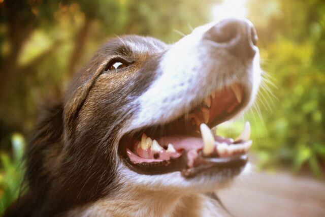 Cosa fare se il cane ha un dente che si muove?