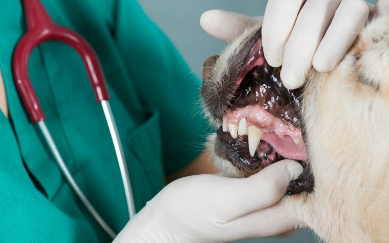 veterinario controlla i denti di un cane