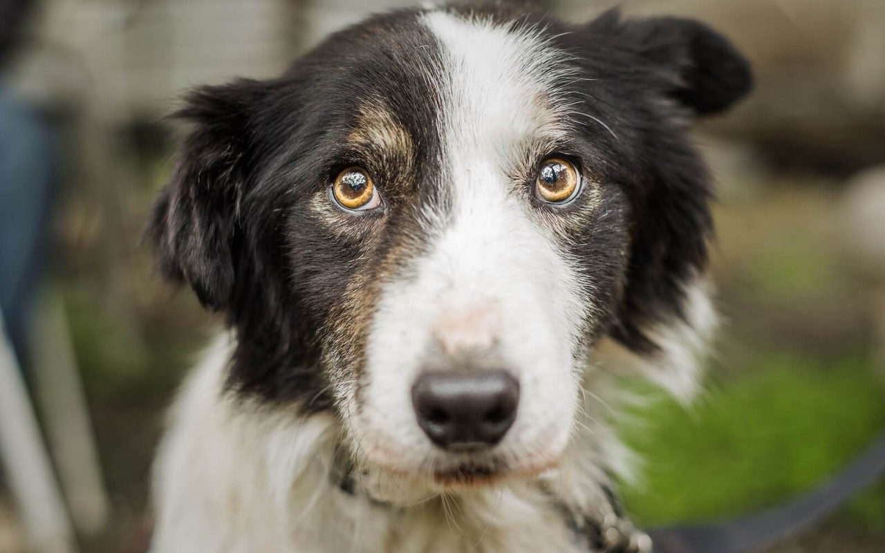 cagnolino con lo sguardo molto dolce