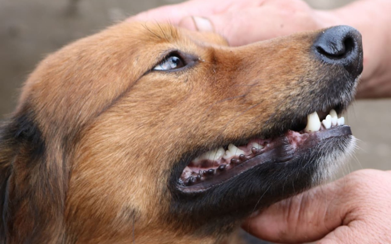 padrone che accarezza il suo cane