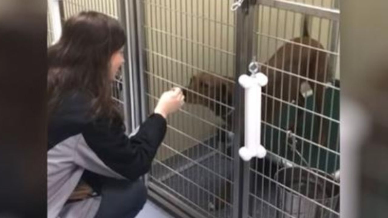 ragazza con cane marrone