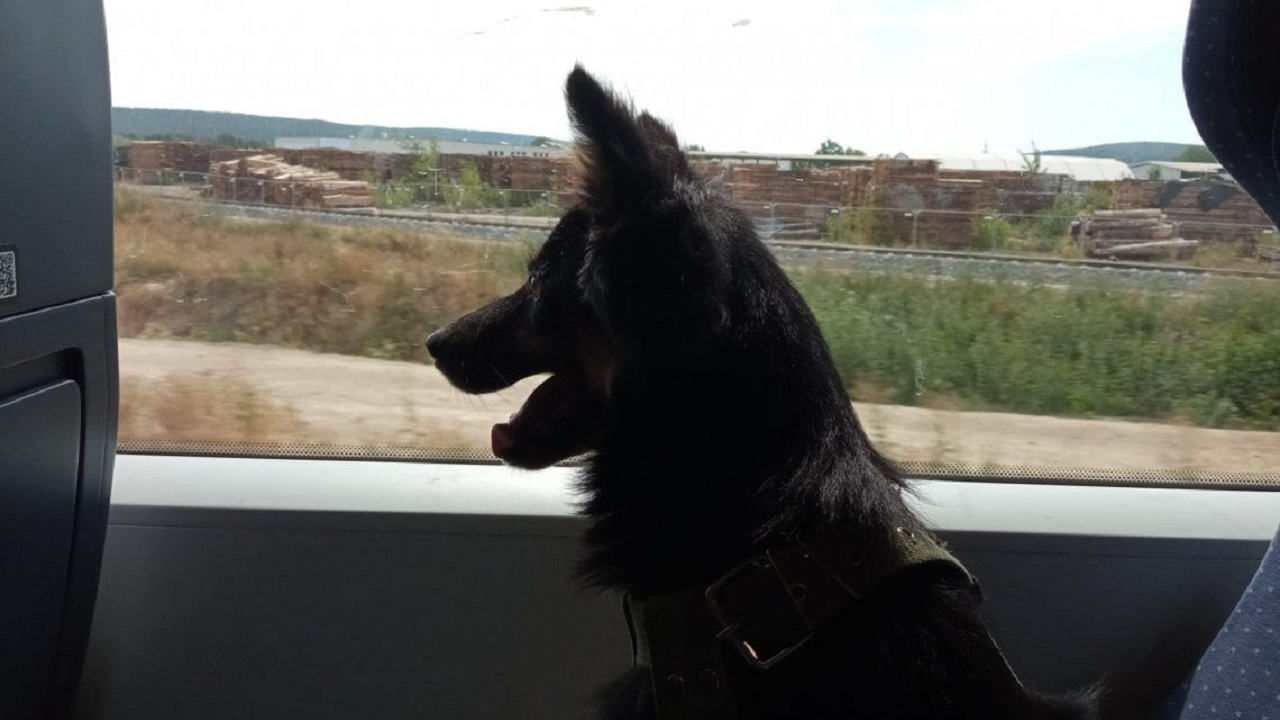 Cane nero in viaggio