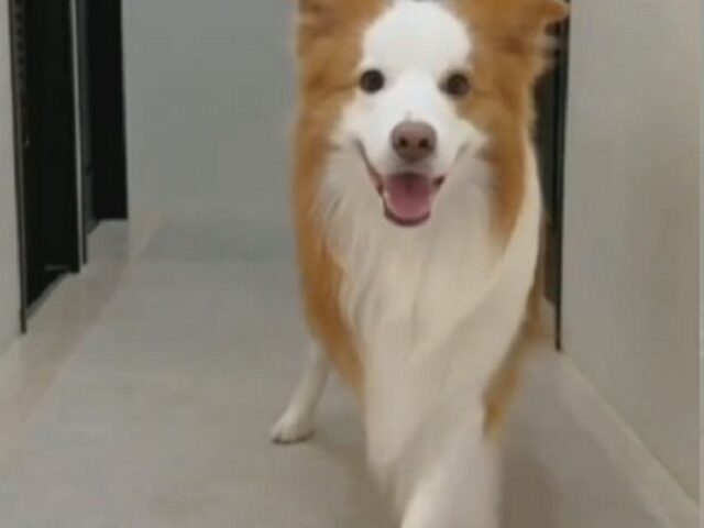 Cane fa un balletto su TikTok e diventa una star sul web