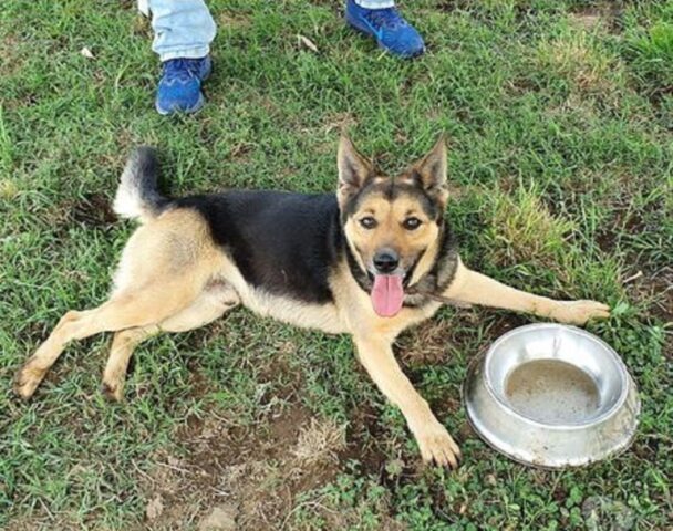 Cane felice fuori dal box: Tommy cerca la sua casa per sempre