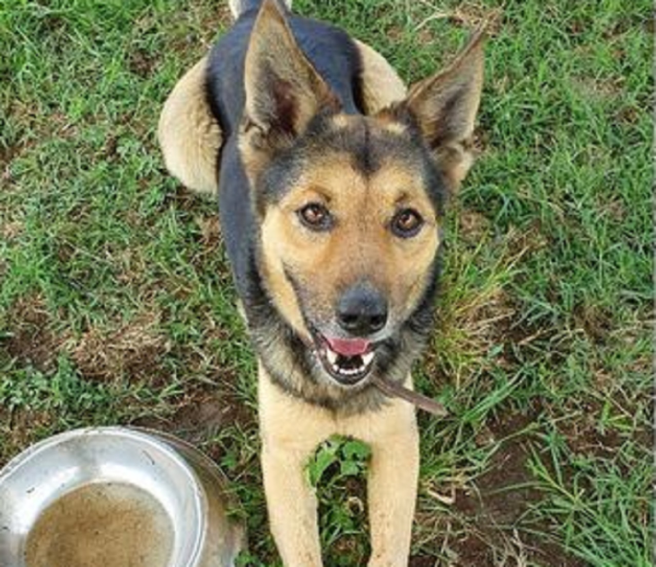 Cane seduto e curioso