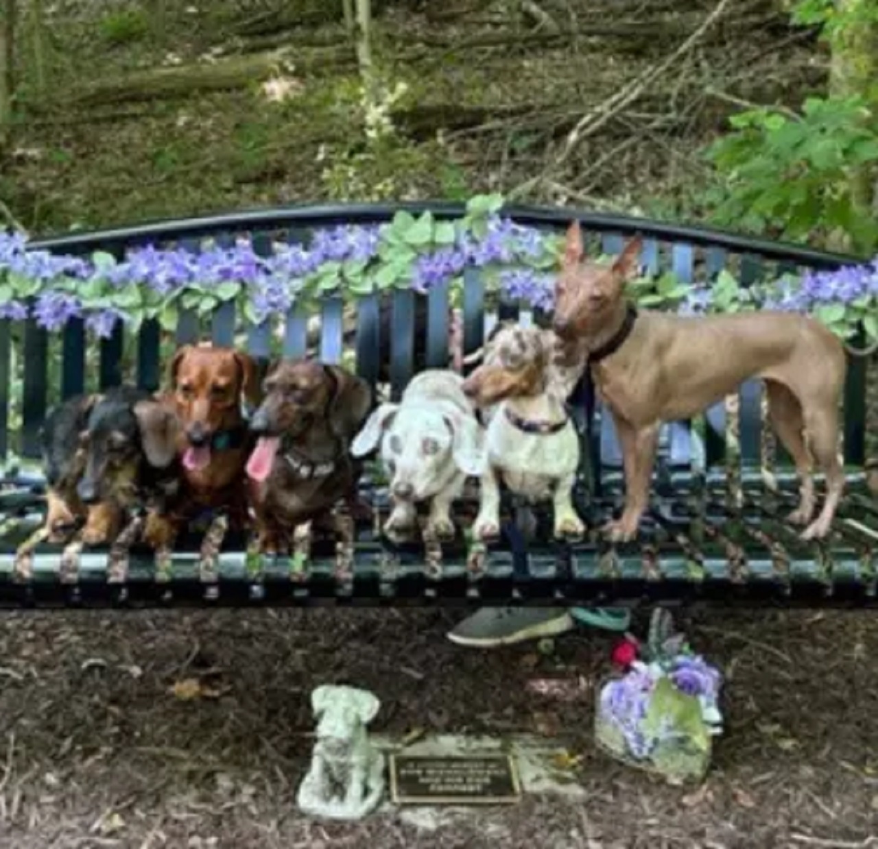 Gruppo di cani sulla panchina