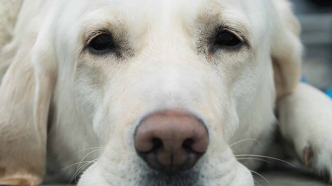 Labrador cane guida