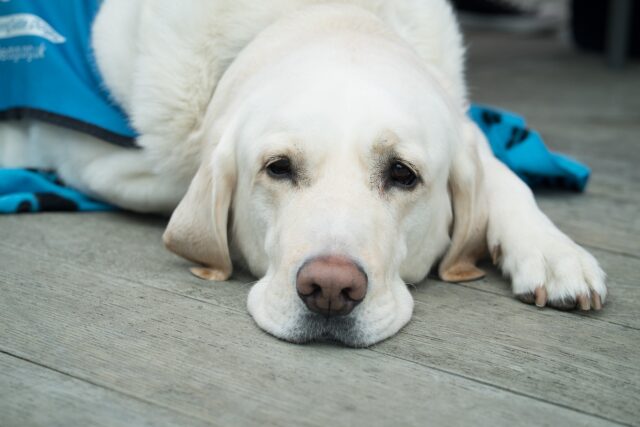 Cane guida del non vedente cacciato dal supermercato: l’uomo ha cercato di far valere i suoi diritti