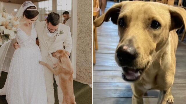 Cane imbucato al matrimonio viene adottato dagli sposi