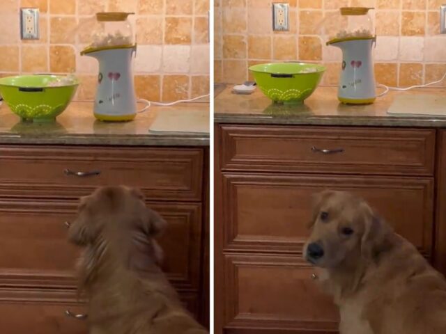 Questo Golden Retriever non riesce a nascondere il fascino che un certo elettrodomestico esercita su di lui