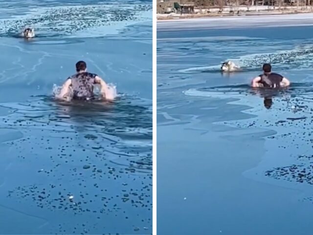 uomo e cane nel lago ghiacciato