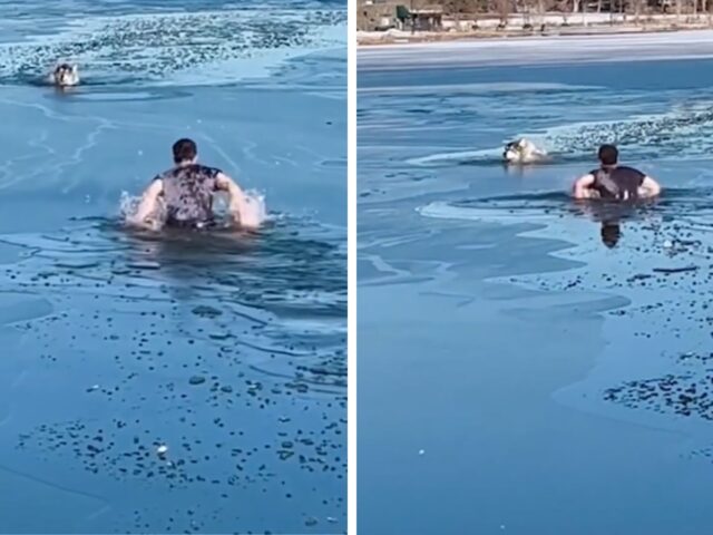 Bloccato nel lago ghiacciato, il cane sembrava spacciato. Ma un uomo si è gettato senza pensarci due volte