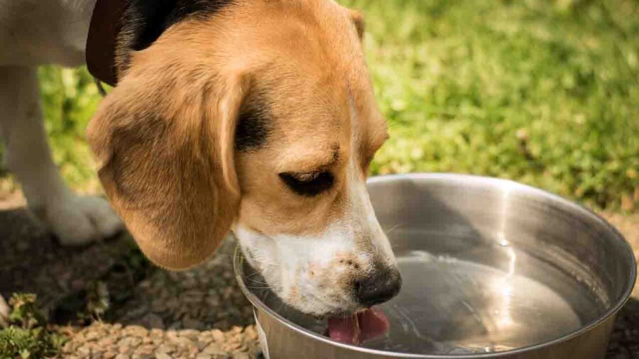 Cane lasciato senza acqua