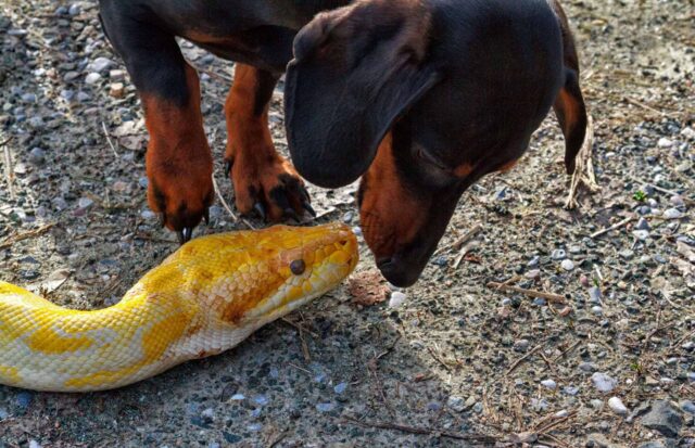 Cane morso da serpente: come intervenire