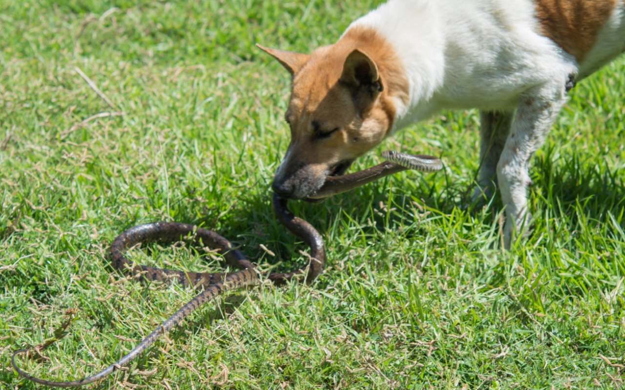 cane che gioca con un serpente in giardino