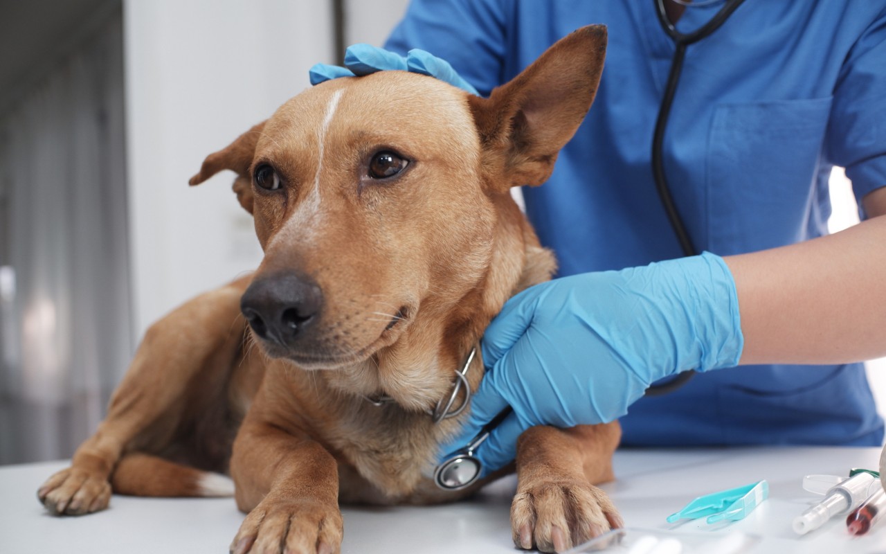 veterinario controlla un cane che sta male