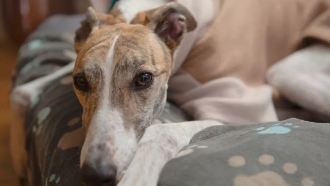 cane bianco e marroncino