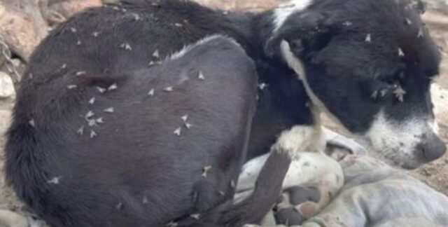 È stato portato al rifugio come se fosse un cane randagio, ma poi si è scoperto che la sua storia era ben diversa