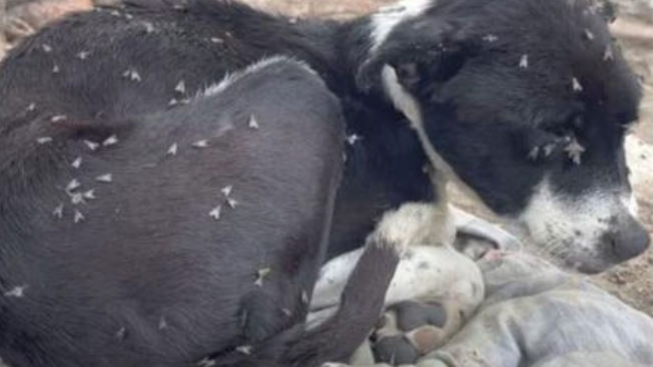 un cane nero di nome Kane