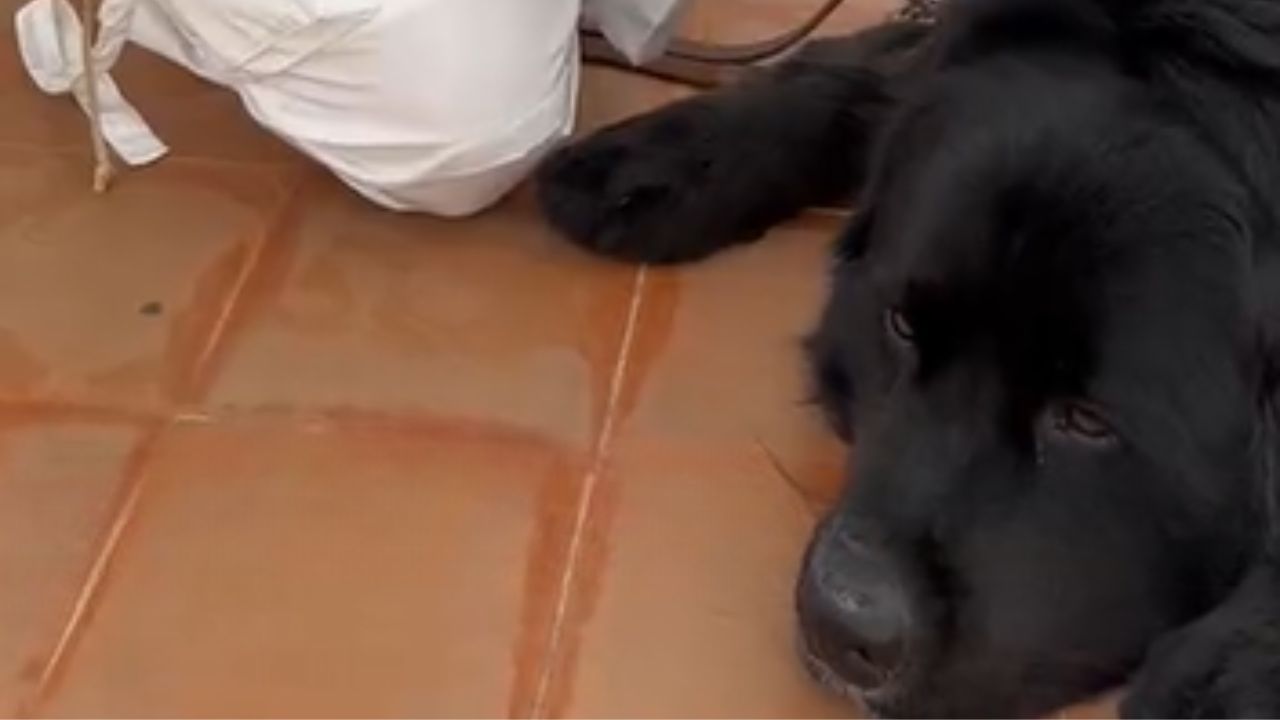 cane col muso sul pavimento