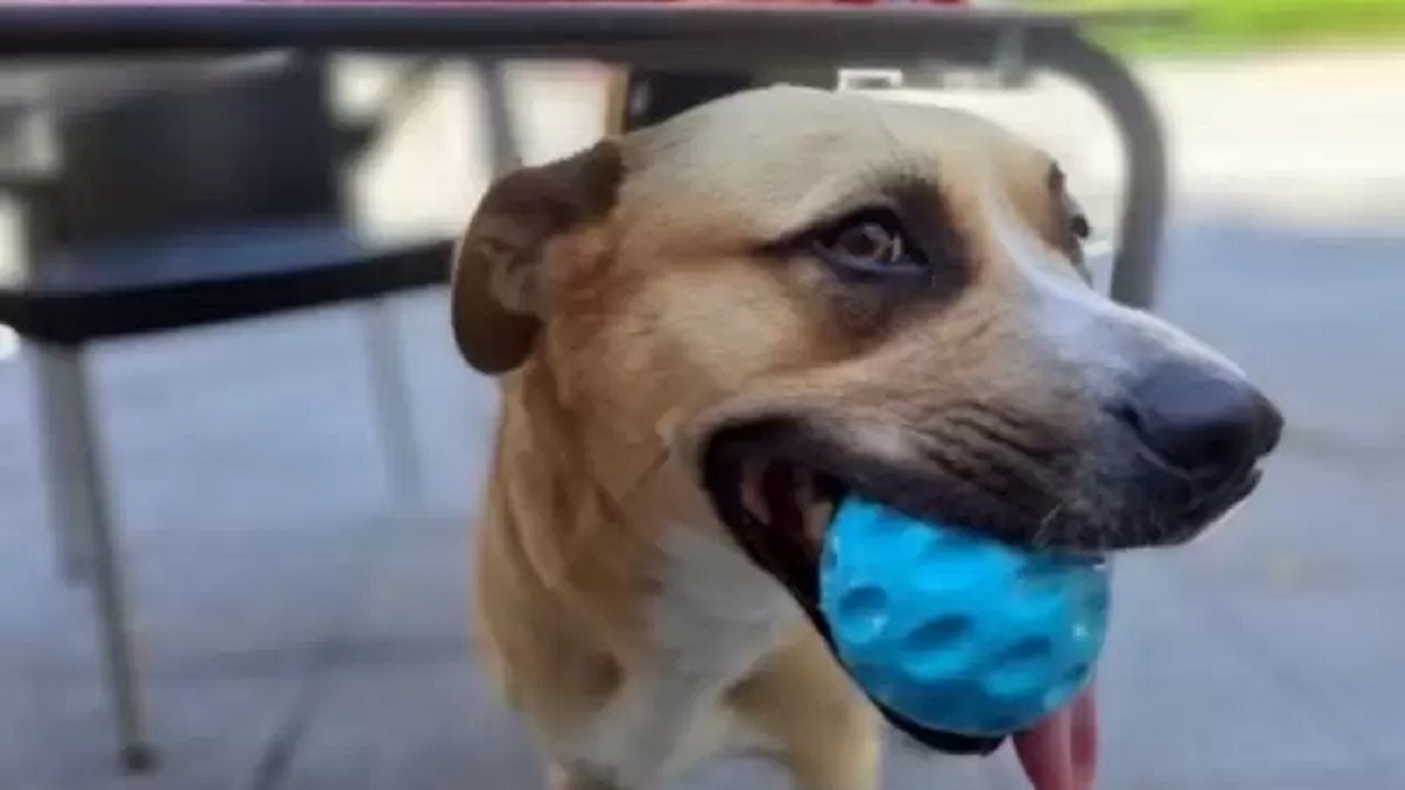 Cane con la pallina in bocca