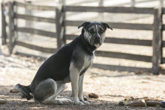 Cane odia le coccole: quando vogliono abbracciarlo, scappa via