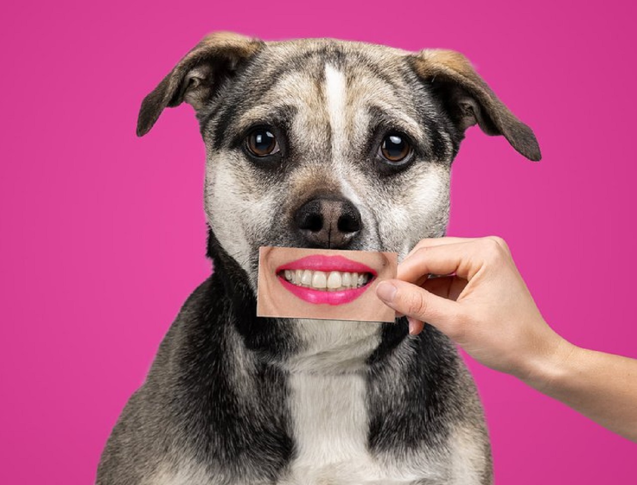 Cane con il sorriso