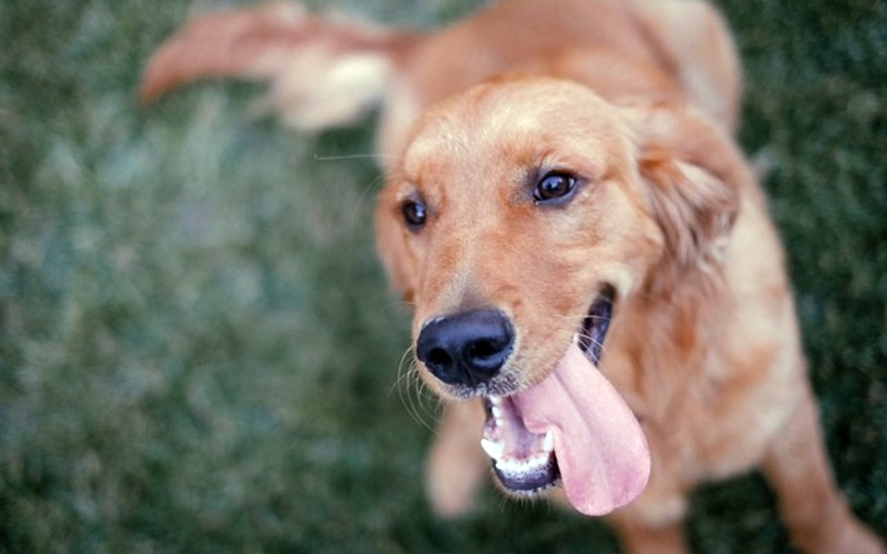 cane golden retriever