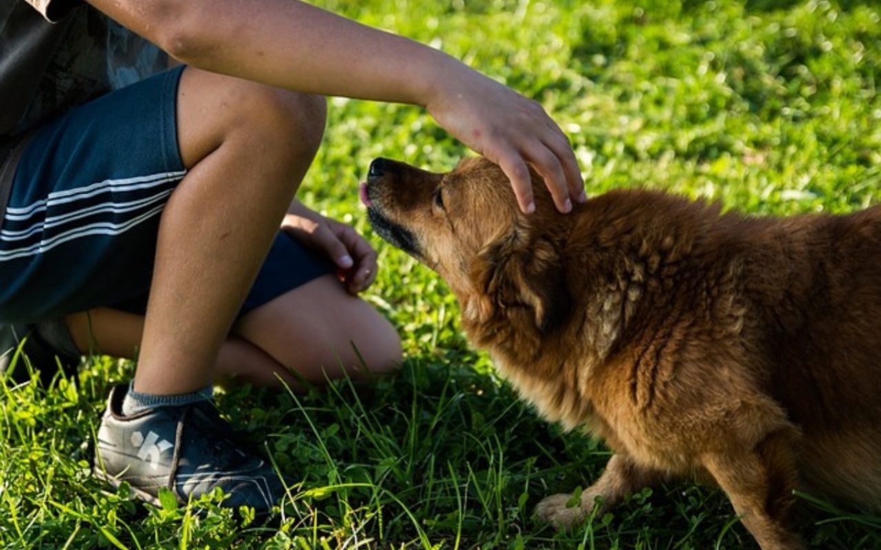 accarezzare un cane