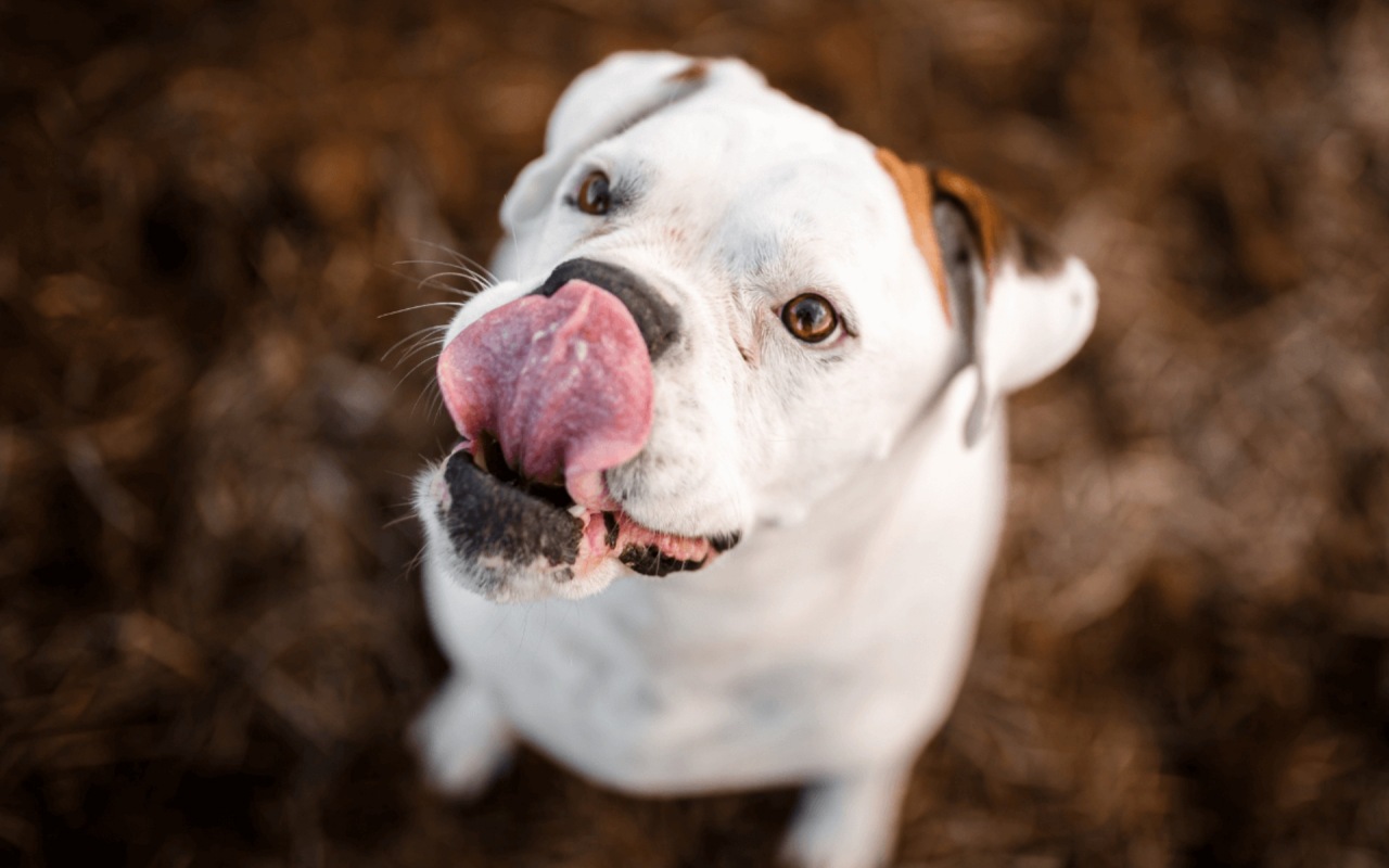 cagnolino che si lecca le labbra