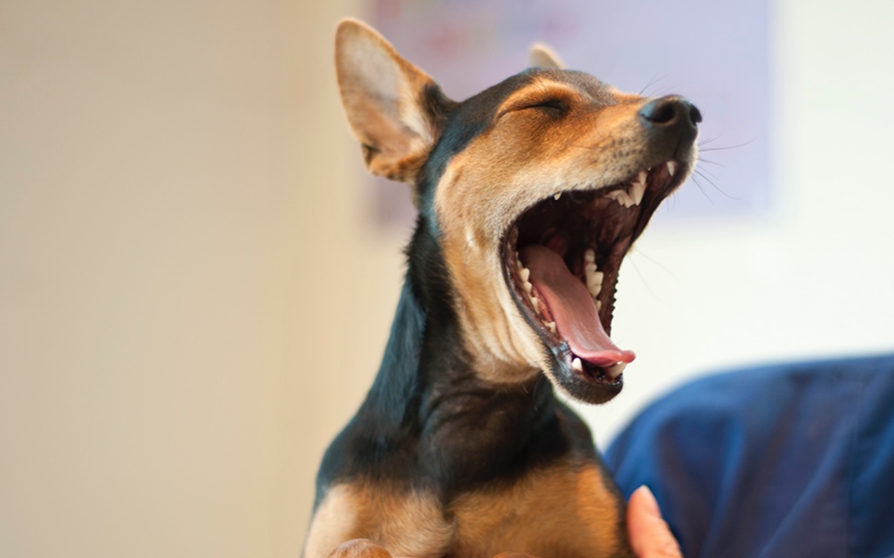 cane che sbadiglia in braccio al suo padrone