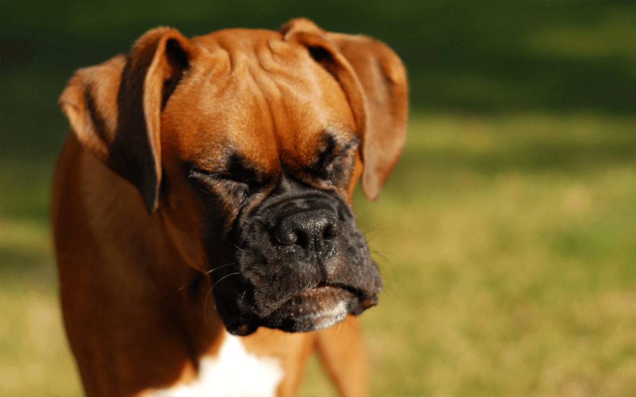 cane con gli occhi chiusi