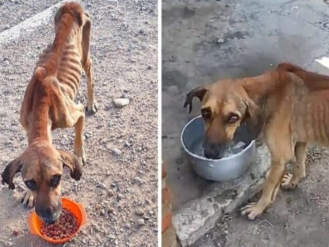 Era pelle e ossa: al cane non rimaneva altro da fare che trascinarsi in giro senza forza