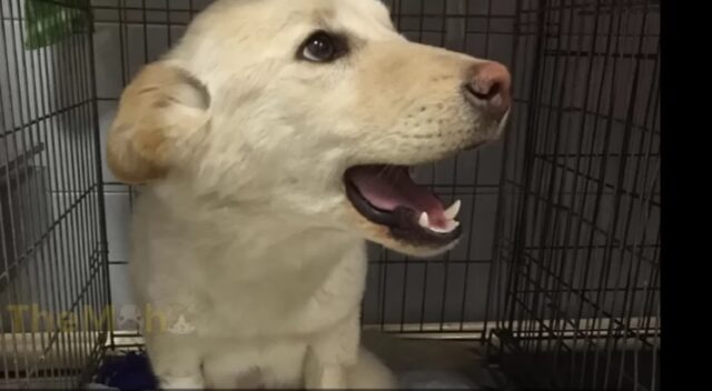 Cane piange dopo essere stato abbandonato al freddo