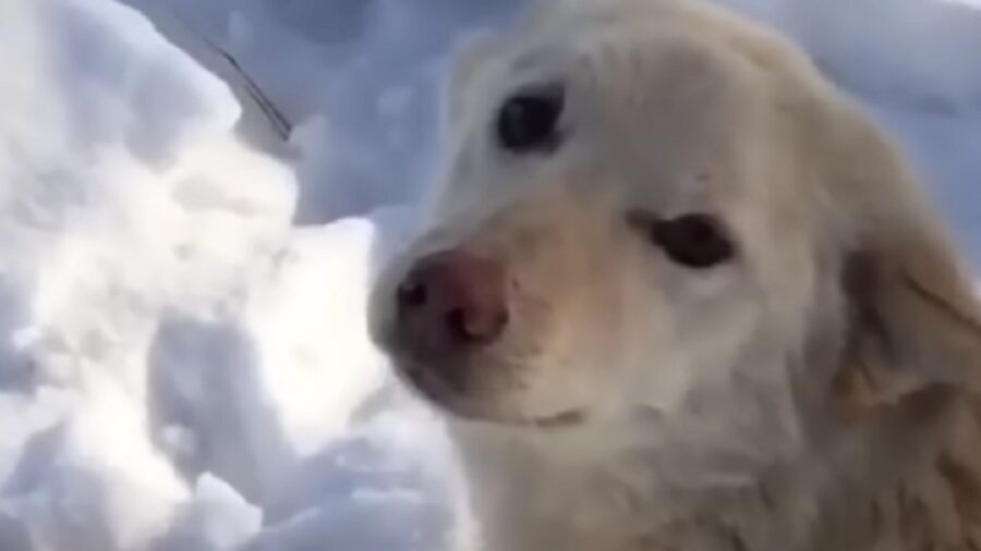 Sguardo triste del cane