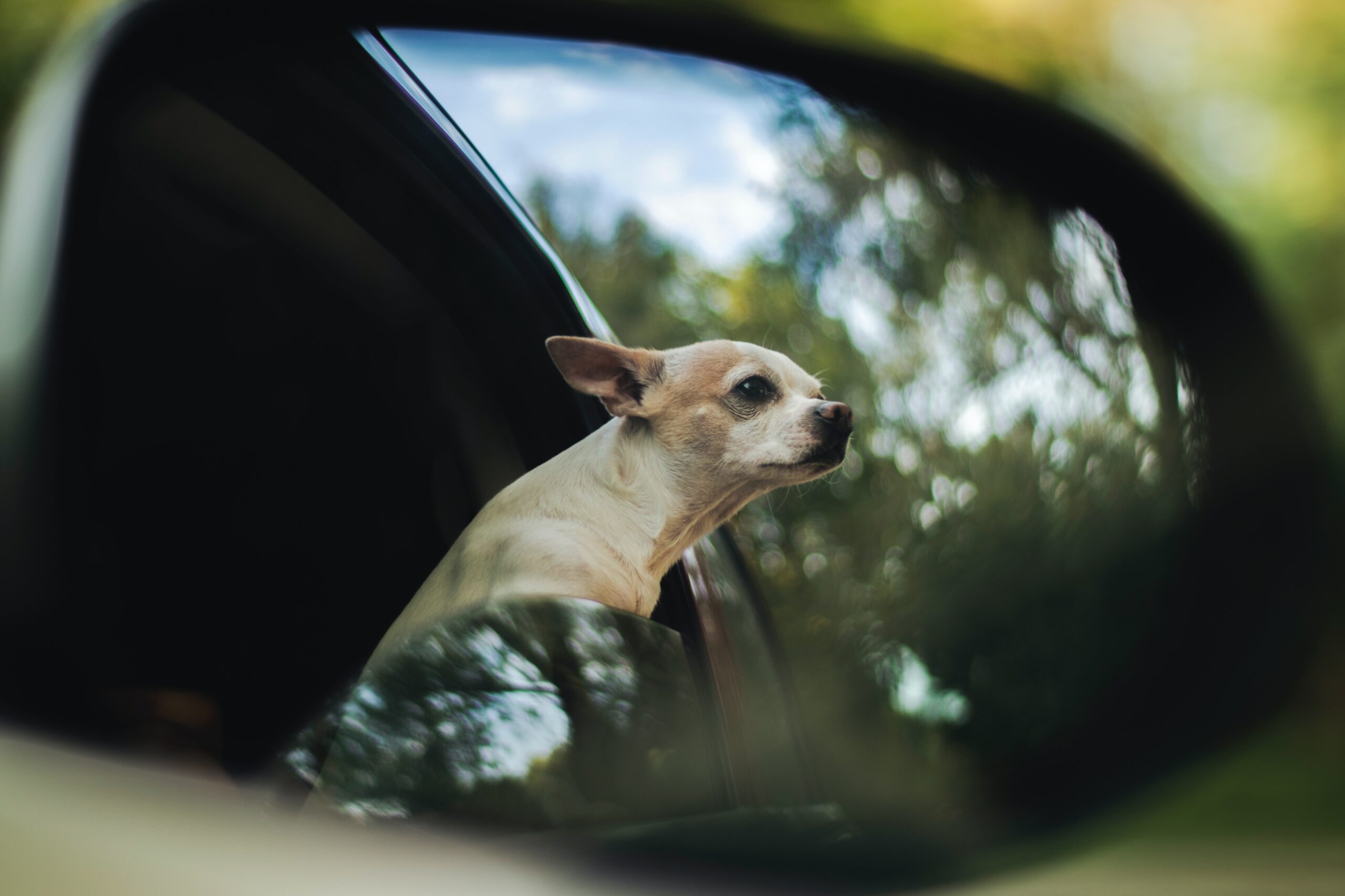 cane troppo fuori dal finestrino