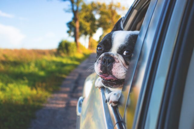 Il cane può mettere la testa fuori dal finestrino?