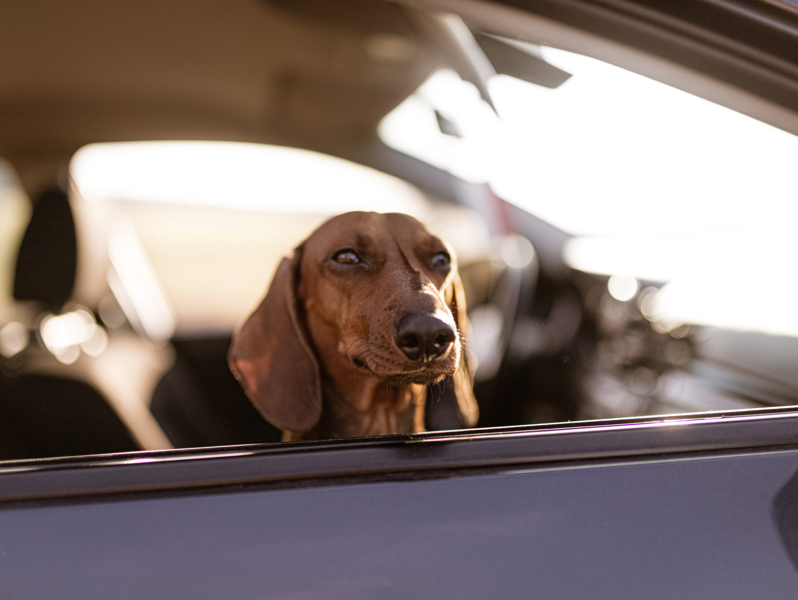 cane nel sedile anteriore dell'auto