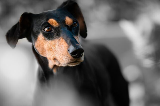 Cane salva la vita all’anziano proprietario che ha avuto un malore in casa