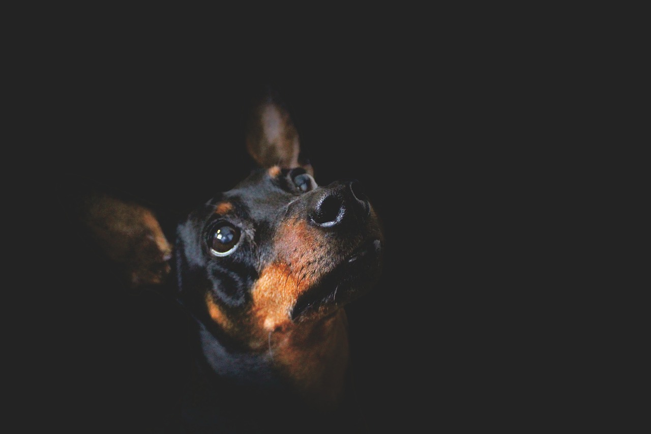 Sguardo triste del Pinscher