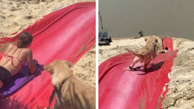 Il cucciolo vede le persone che scendono da uno scivolo in spiaggia e vuole farlo anche lui