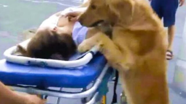 Il Golden Retriever fedele non vuole lasciare la sua padrona e la segue fino all’ambulanza (e oltre)