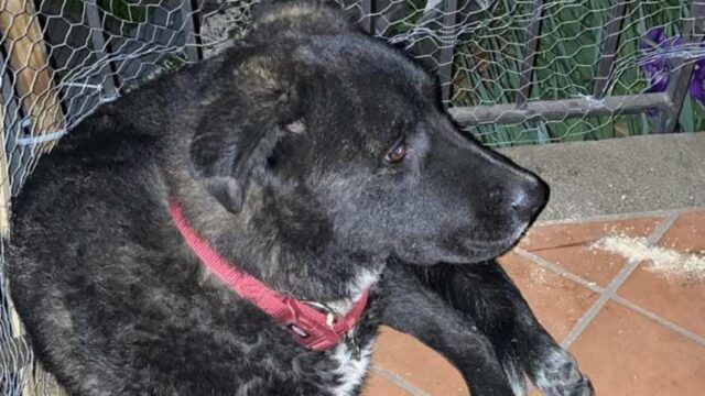 Cane separato dal suo amico clochard ritrova la felicità